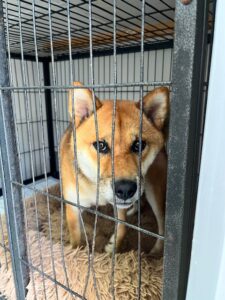 上高地,犬,預ける,預かる,ペットホテル,新穂高ﾛｰﾌﾟｳｪｲ