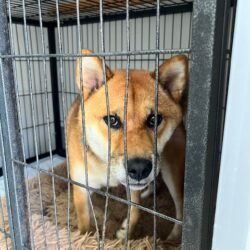 上高地,犬,預ける,預かる,ペットホテル,新穂高ﾛｰﾌﾟｳｪｲ