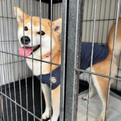 上高地,犬,預ける,ペットホテル