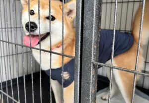 上高地,犬,預ける,ペットホテル