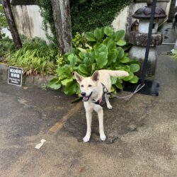 上高地,犬,預ける